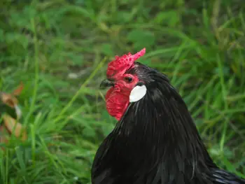 NaturOparC Hunawihr, Alsace (France)